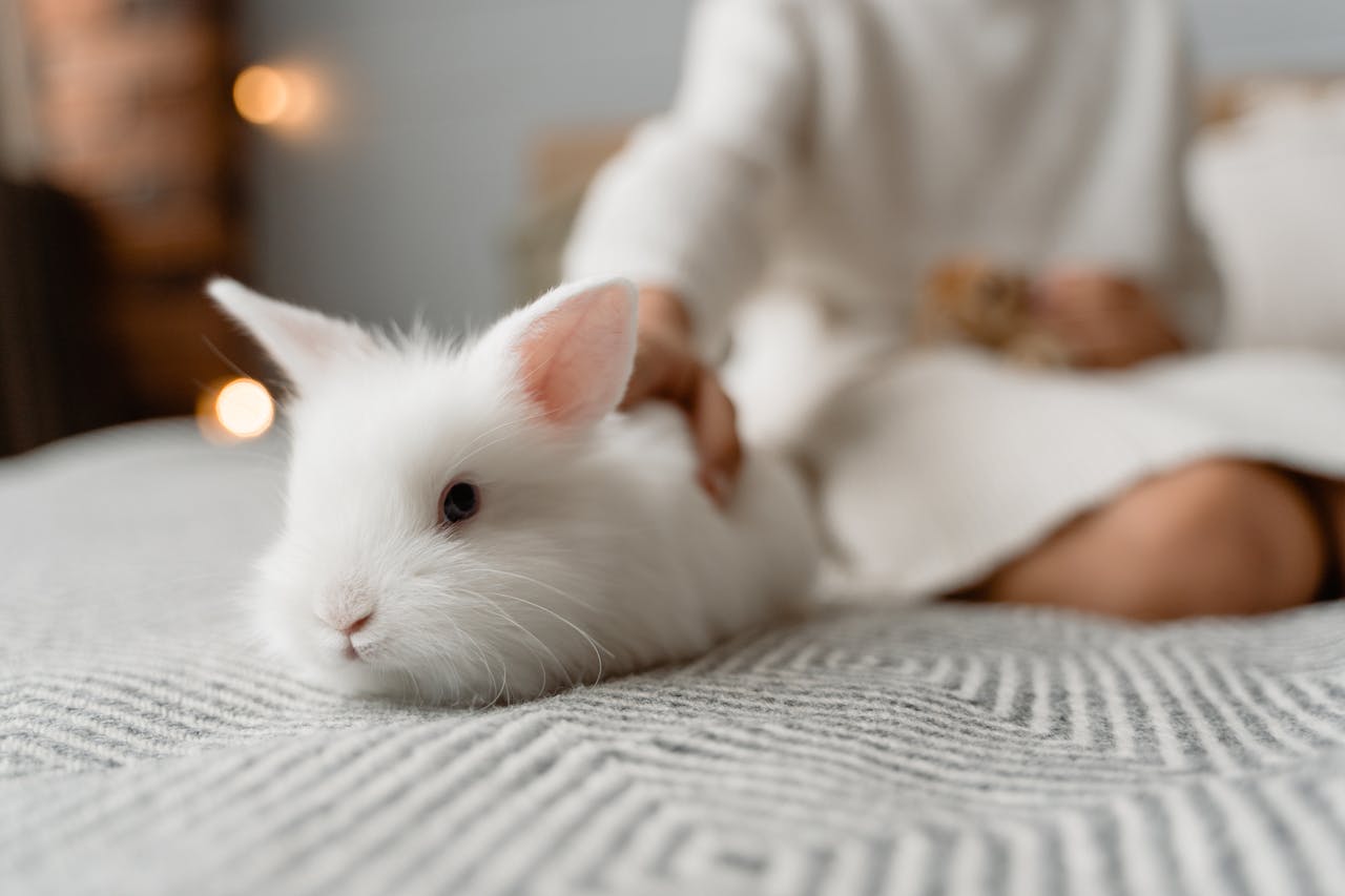 A fluffy white rabbit resting on a cozy bed with a relaxed human nearby, indoors.