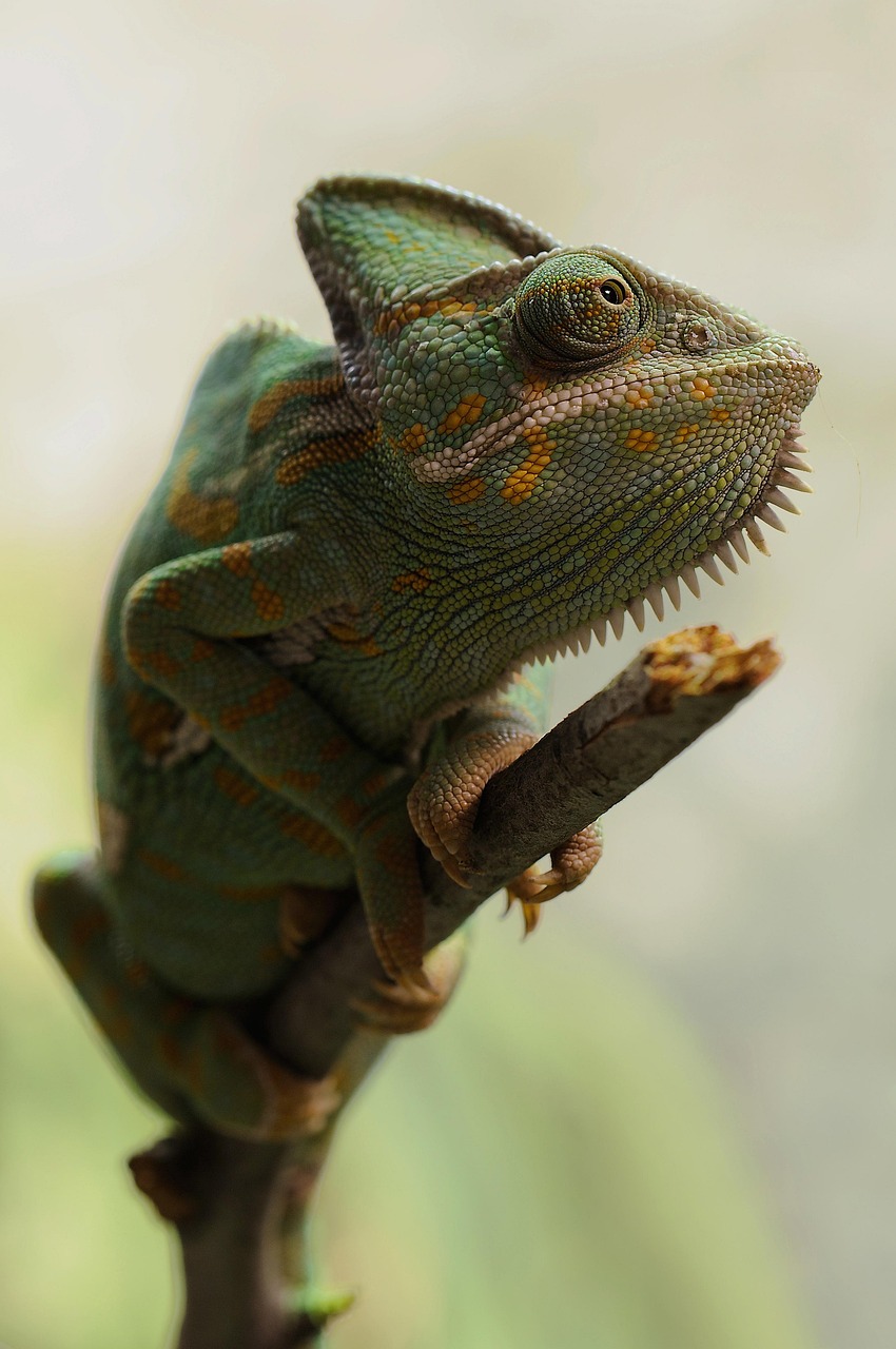 chameleon, nature, reptile, animal, veiled chameleon, yemen chameleon, chamaeleo calyptratus, wildlife, fauna, wilderness