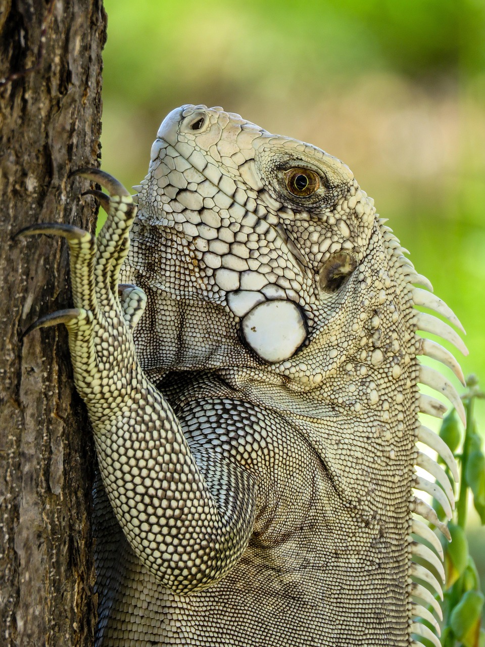 iguana, animal, tree, lizard, reptile, nature, green, eye, exotic, flaky, tropical, claw