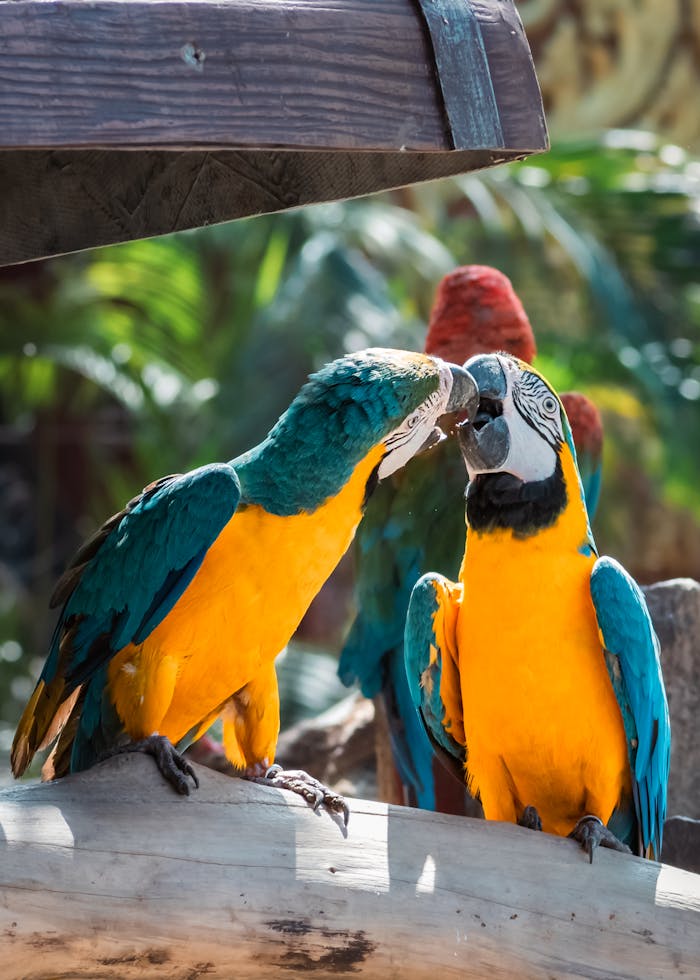 Colorful macaws displaying social behavior perched on a log in a natural setting.