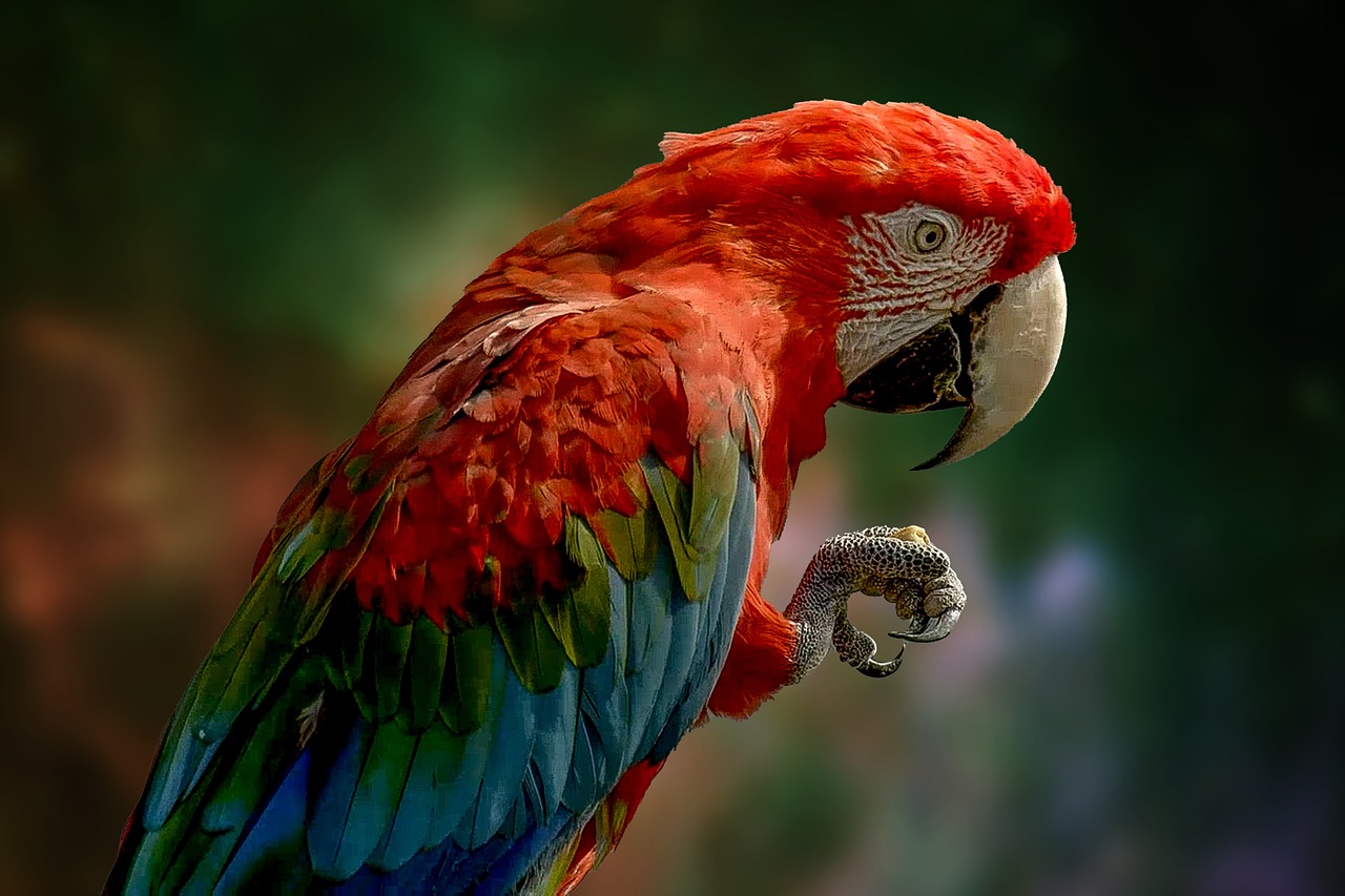 parrot, bird, feathers, plumage, colorful, beak, claw, bill, ave, avian, close up, wildlife, wildlife photography, nature, animal world