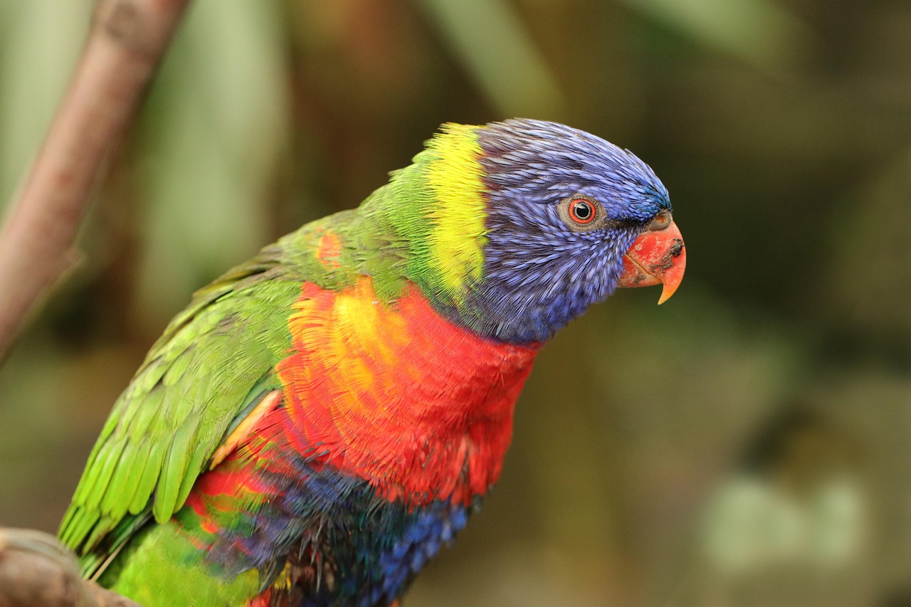 parrot, bird, perched, animal, feathers, plumage, beak, bill, bird watching, ornithology, animal world, nature, parrot, parrot, parrot, parrot, parrot