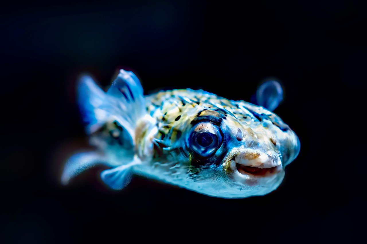 pufferfish, animal, exotic, tropical, sea, underwater, nature, colorful