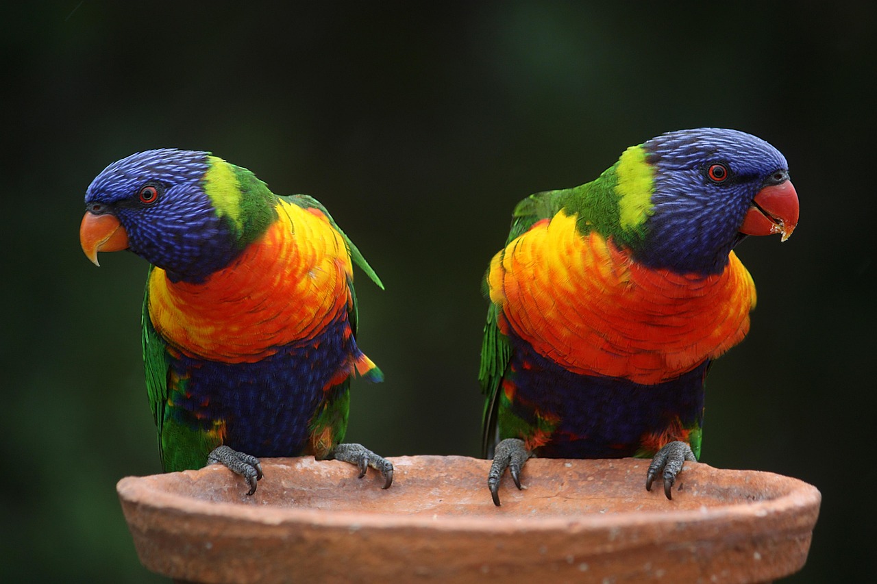 rainbow lorikeets, parrots, pair, birds, colorful, multicolored, animals, animal world, australia, rainbow, wildlife, nature, beaks, feathers, australian, colored, queensland, outdoors, parrots, parrots, birds, australia, australia, australia, rainbow, rainbow, rainbow, rainbow, rainbow