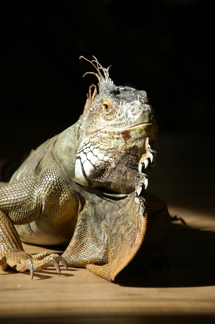 reptile, iguana, nature, animal, wildlife, exotic animal, lizard