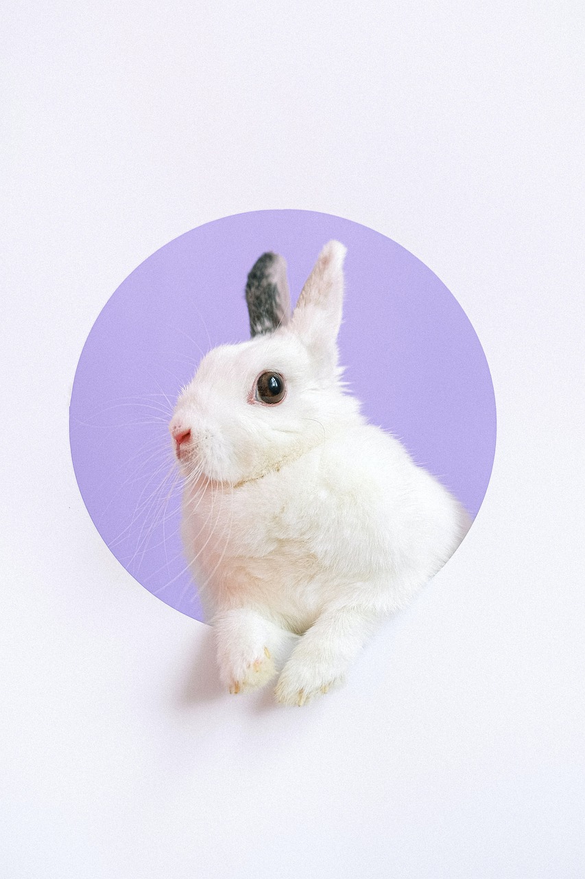 white rabbit, rabbit, cute, easter, pet, fluffy, white rabbit, white rabbit, white rabbit, white rabbit, white rabbit, rabbit, rabbit, rabbit
